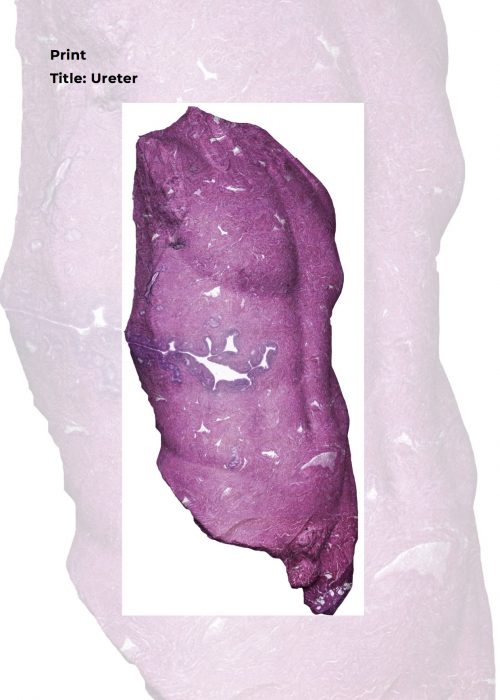Eliaz Catalog5